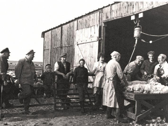Schafschur auf dem Hardenhof um 1968 